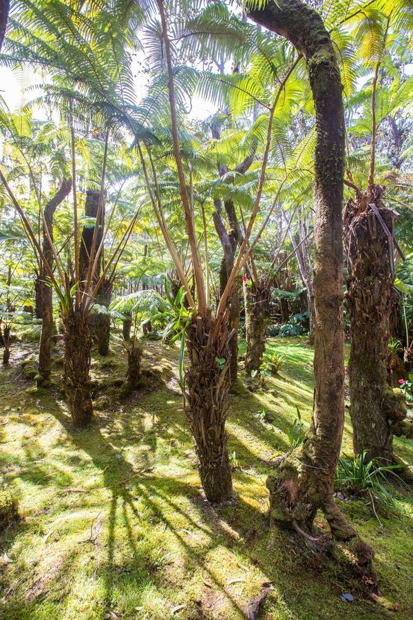 Hale Mauna Loa Upper Level With Shared Hot Tub فولكانو المظهر الخارجي الصورة